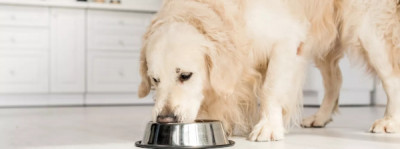 Cuidando la salud gastrointestinal de tu perro